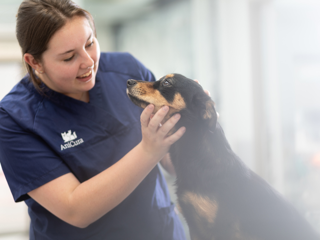 hund hilser på veterinæren