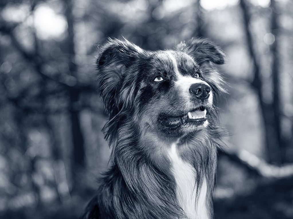 En hund som ser opp i luften.