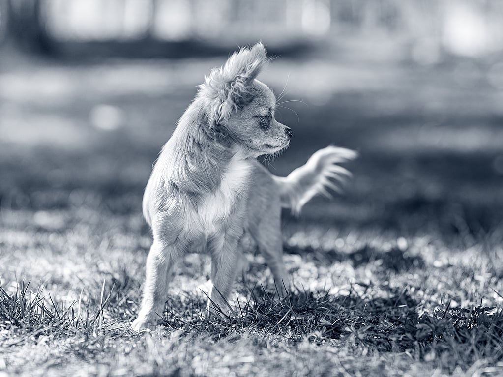 En hund som står i gresset.