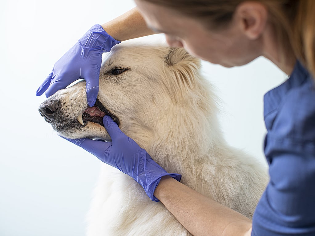 En person i blå hansker som berører munnen til en hund.