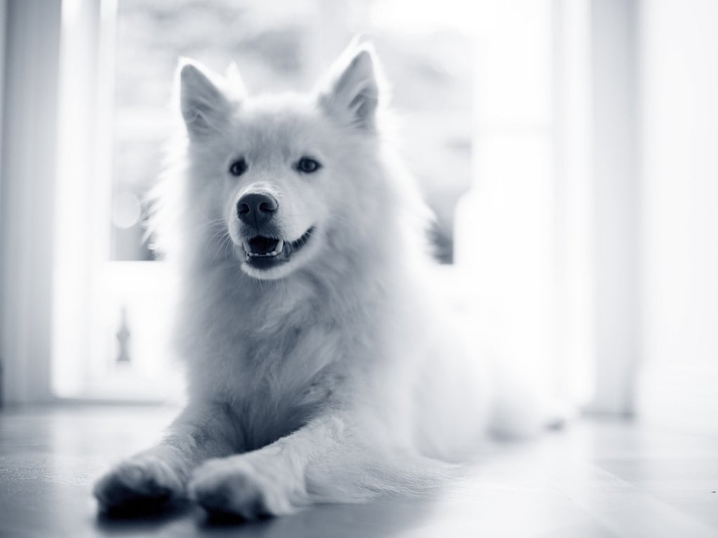 En hvit hund som ligger på gulvet.