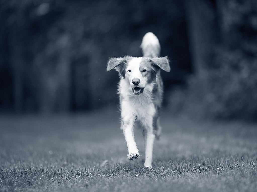 En hund som løper på gress.
