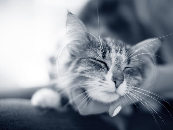 En katt med lukkede øyne.