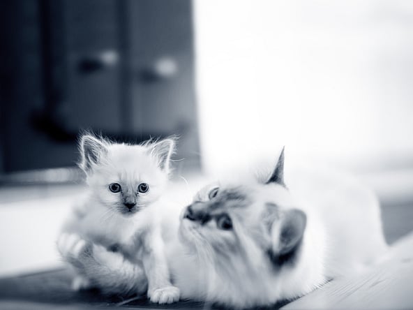 En katt og kattunge på et teppe.