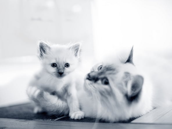 En katt og kattunge som ligger på gulvet.
