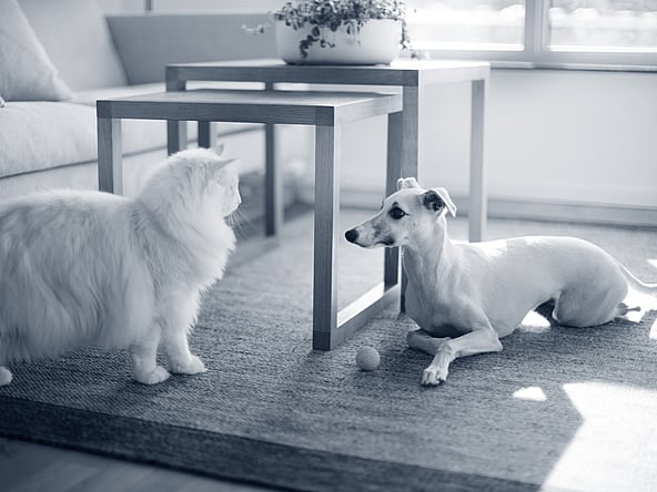 En katt og hund på et teppe.