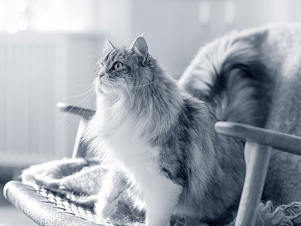 En katt som sitter på en stol.