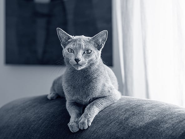 En katt som ligger på en sofa.