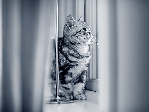 En katt som sitter på gulvet.