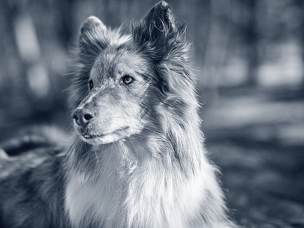 En hund som ser inn i kameraet.