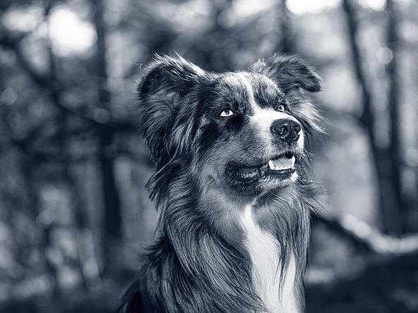 En hund som ser opp i luften.