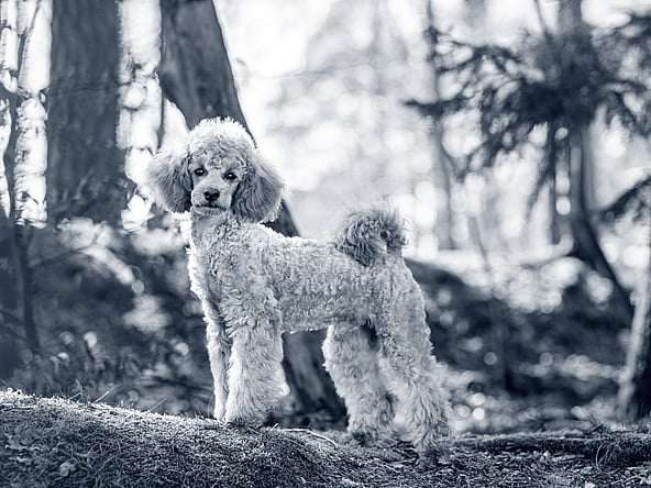 En hund som står i skogen.