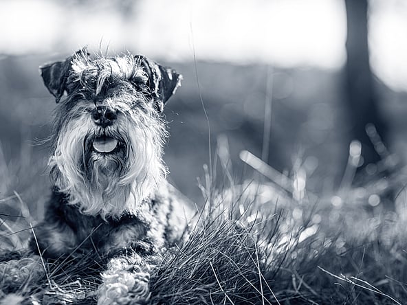 En hund som ligger i gresset.