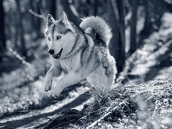 En hund som løper i skogen.