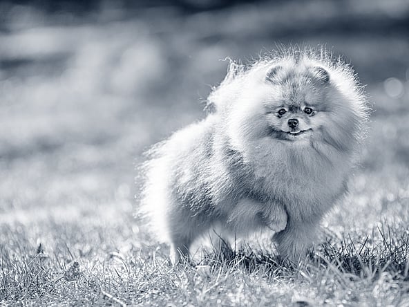 En fluffy hund som løper i gresset.