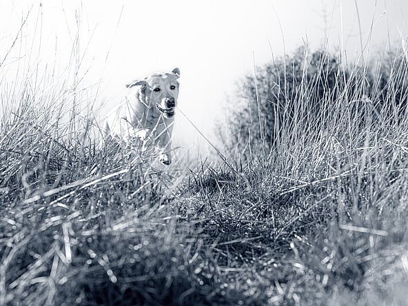 En hund som løper gjennom høyt gress.