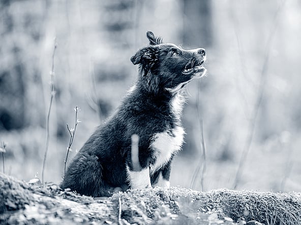 En hund som sitter på en stein.