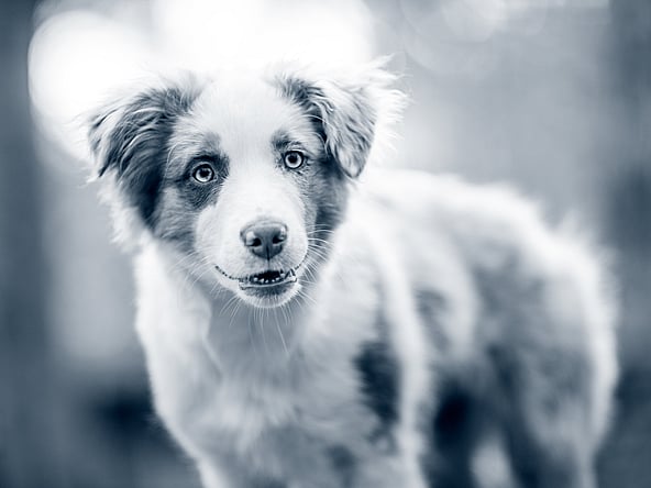 En hund som ser inn i kameraet.