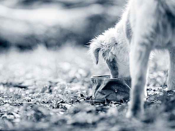 En hund som spiser ut av en bolle.