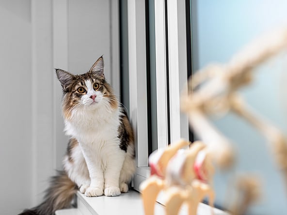 En katt som sitter i en vinduskarm.