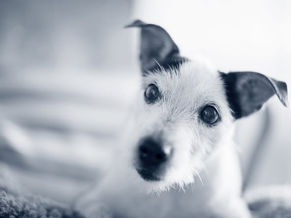 Et nærbilde av en hund.