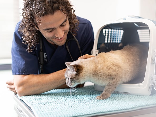 En person med et stetoskop som ser på en katt inne i et bur.