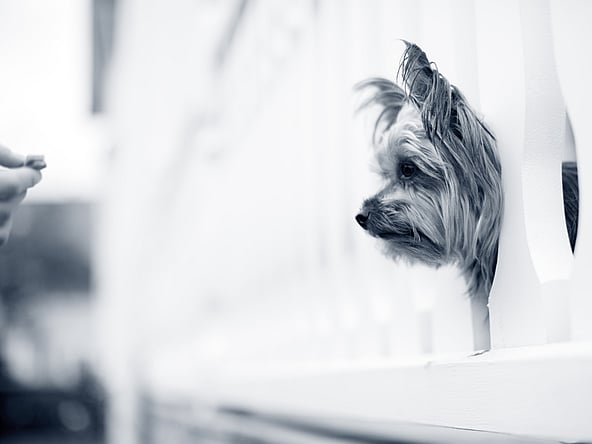 En hund som ser gjennom en vegg.
