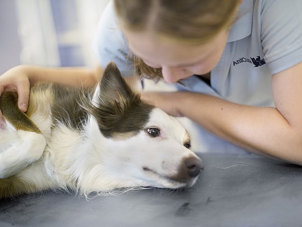 En person som klapper en hund.