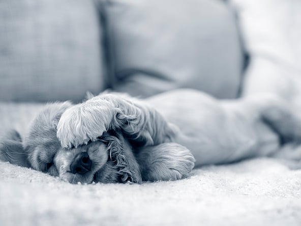 En hund som ligger på en sofa.