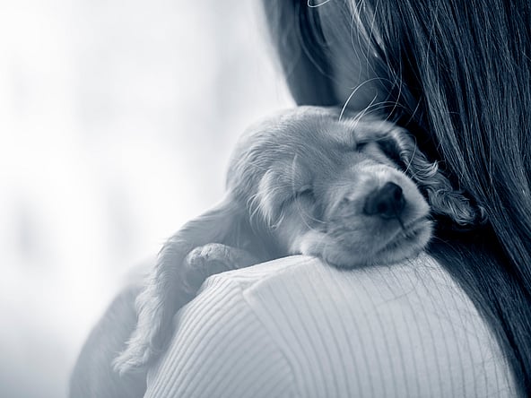 En hund som sover på en persons skulder.