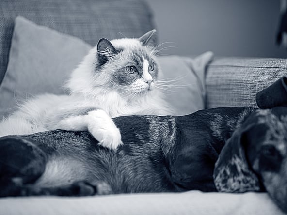 En katt som ligger på en sofa ved siden av en hund.