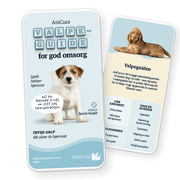 En hund og en hundeguide.