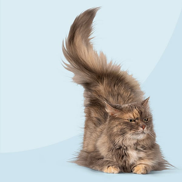 En katt med en fluffy hale.