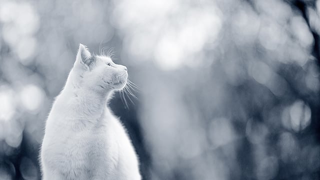 En hvit katt som ser opp.