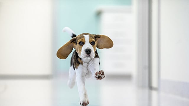 En hund som løper på et hvitt gulv.