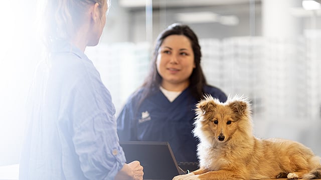 En person som står bak et skrivebord med en hund.