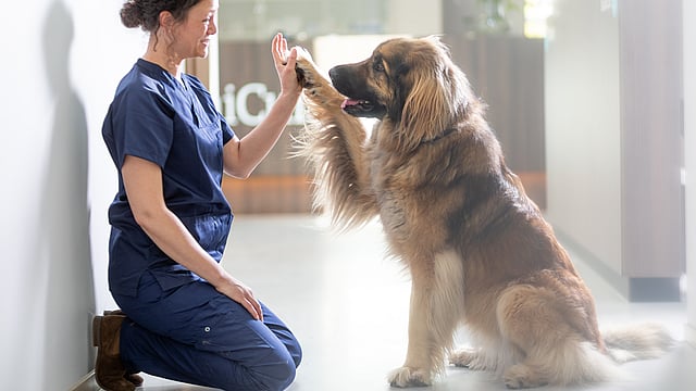 En person som gir en high five til en hund.