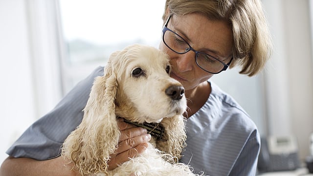 En person som holder en hund.