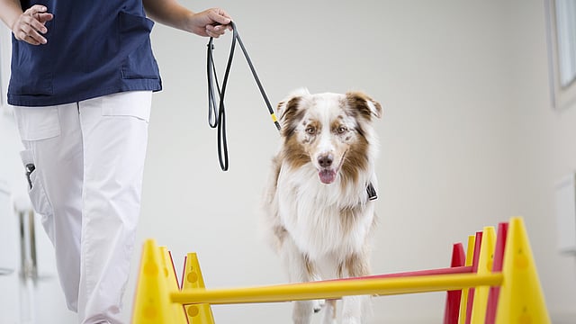 En hund som går i bånd.