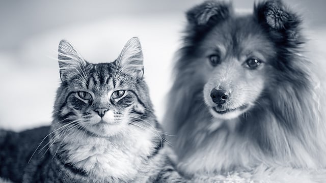En katt og hund som ligger på et teppe.