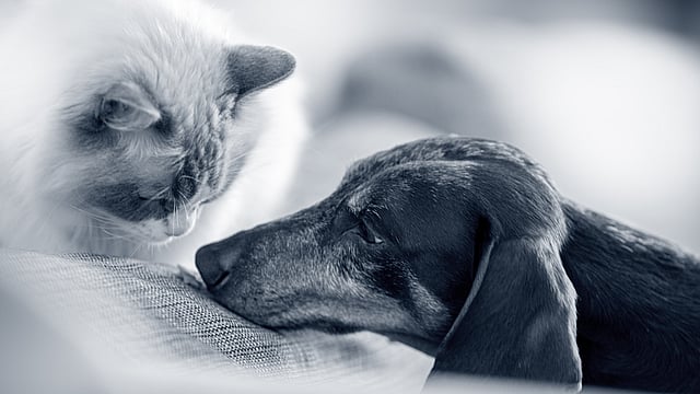 En katt og hund som ligger på en sofa.