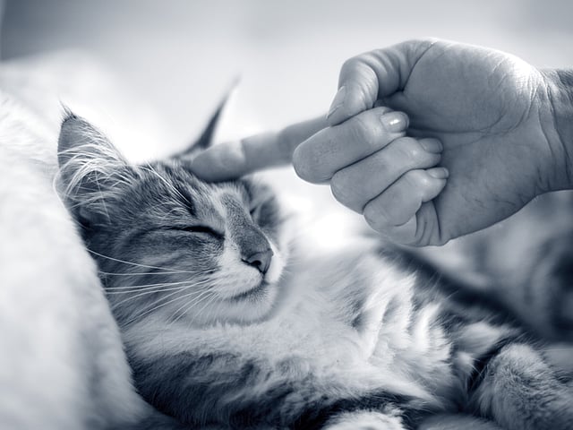 En hånd som berører en katt.