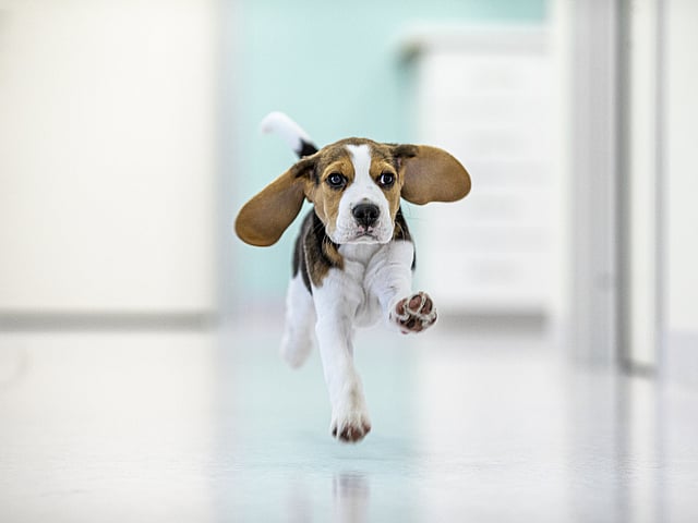 En hund som løper på et hvitt gulv.