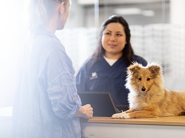 En person som står bak et skrivebord med en hund.
