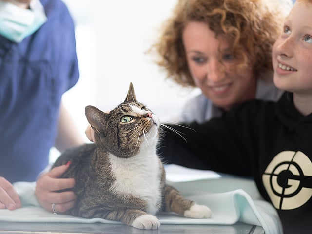 En person som klapper en katt.