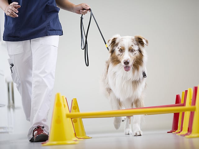 En hund som går i bånd.