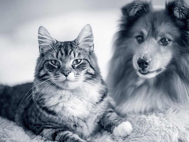 En katt og hund som ligger på et teppe.