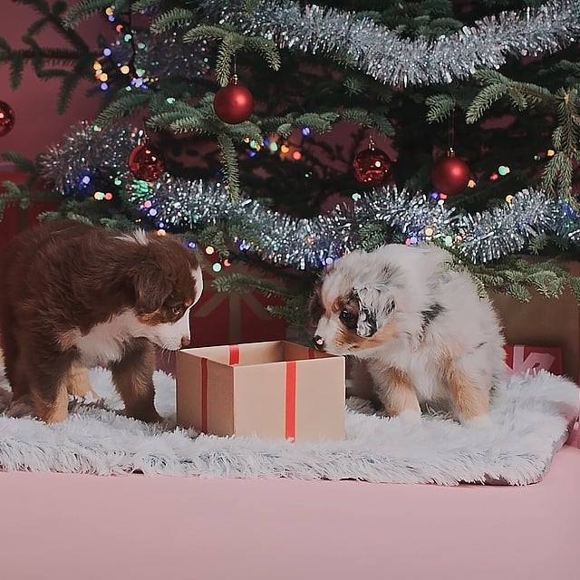 To valper ser på en gave under et juletre.