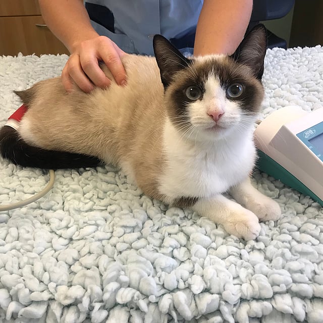 En katt som ligger på et teppe.