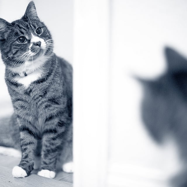 En katt som ser seg i speilet.